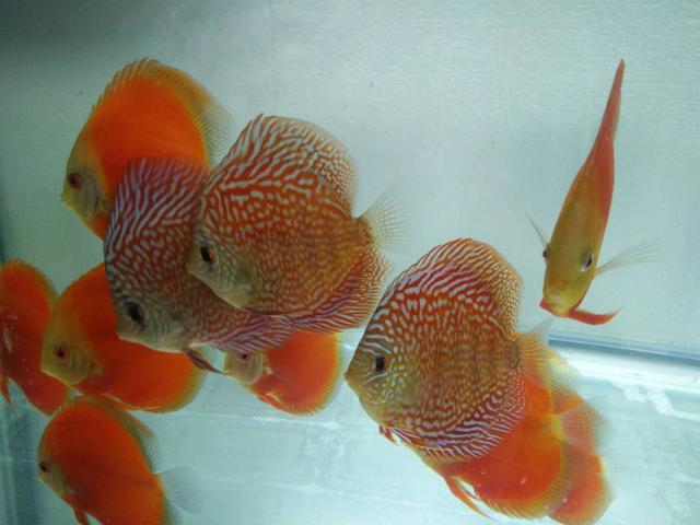 七彩鱼的养殖技巧及注意事项（附：调理养七彩鱼的水质）