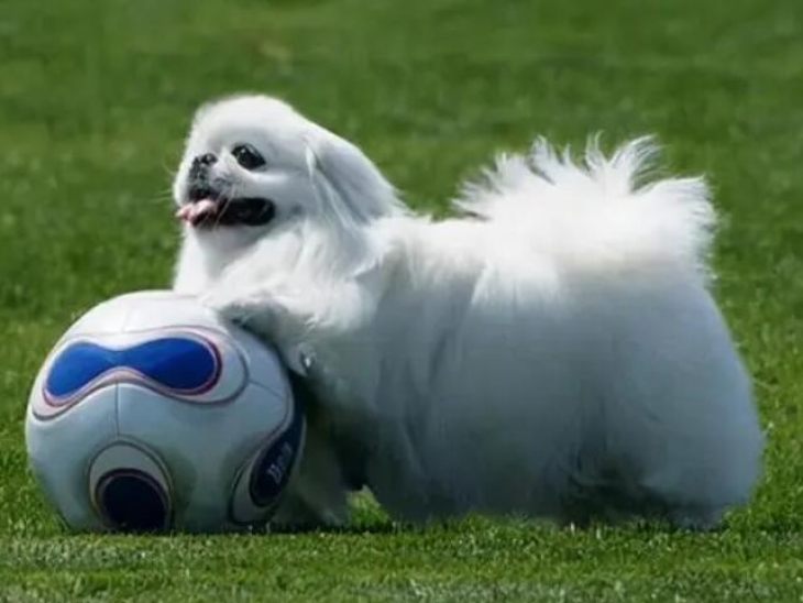 京巴犬怎么养比较好