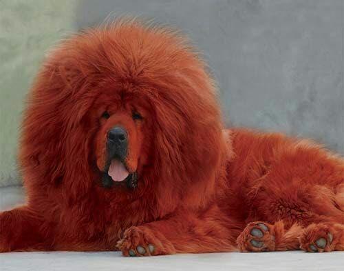 藏獒犬可以养吗