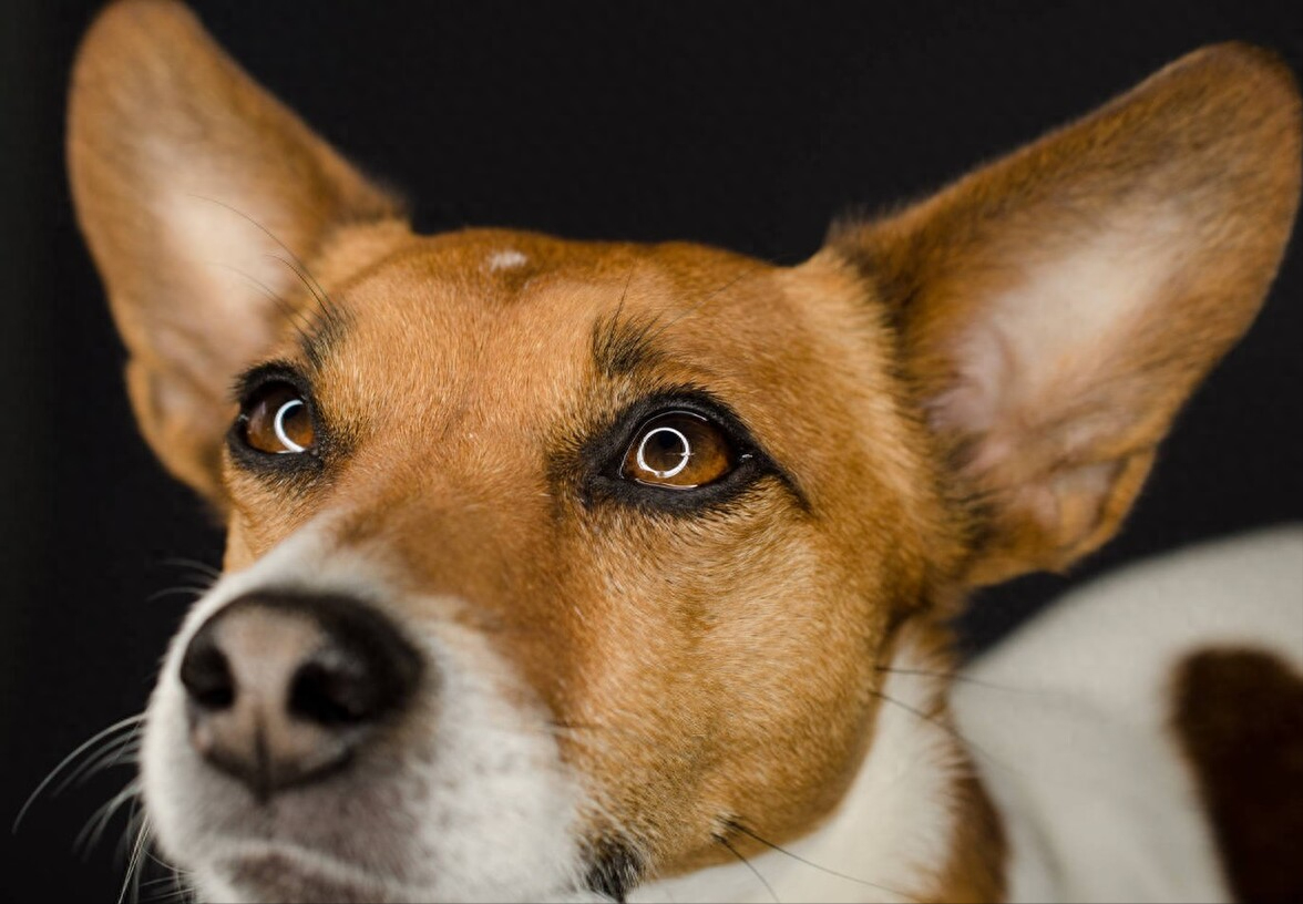 杰克罗素梗多少钱一只（附：杰克罗素梗基本信息）