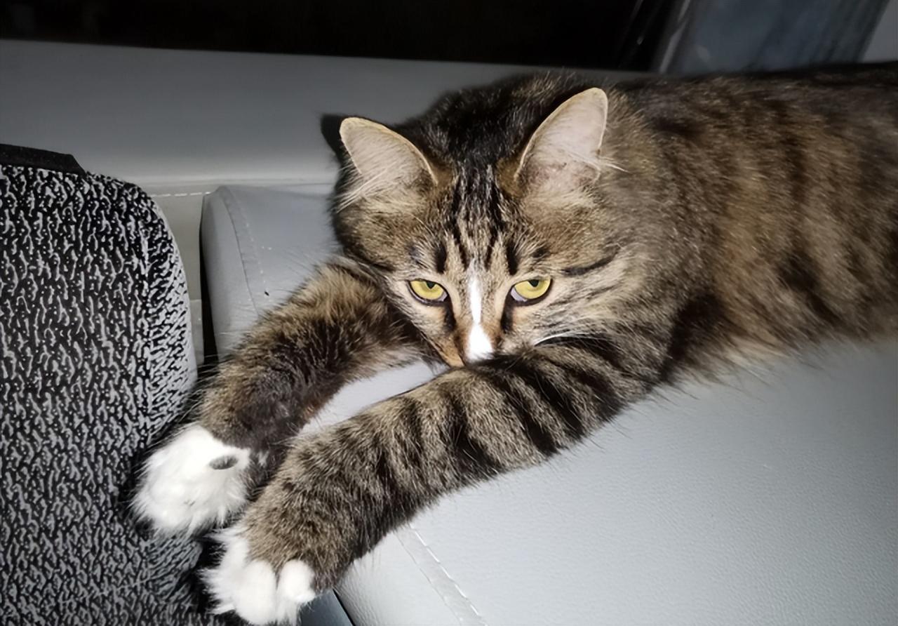 纯种狸花猫一只多少钱（小宠物猫的品种及价格）