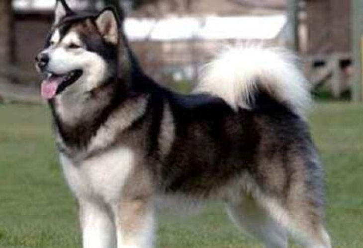 阿拉斯加犬简介（幽默话术介绍阿拉斯加样子描写）