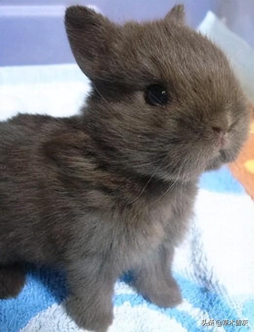 道奇兔长大后的样子（道奇侏儒兔能长多大）