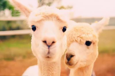 中国允许养的特殊宠物（中国允许养的十种稀有宠物）