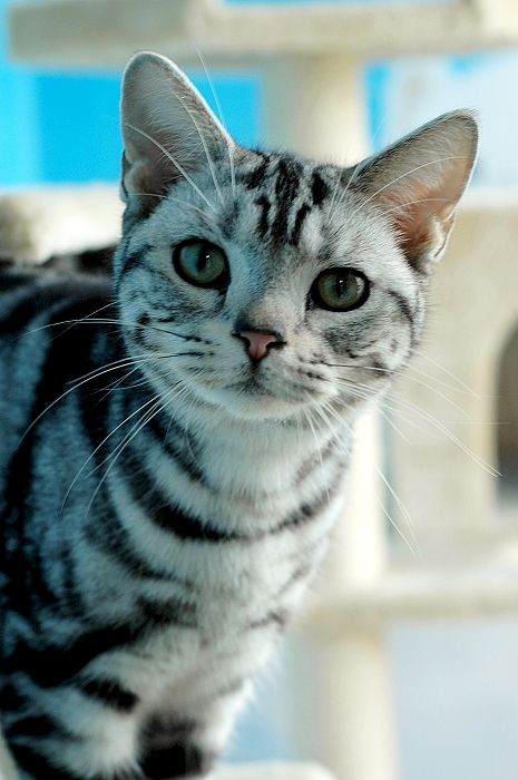 美国短毛猫图片