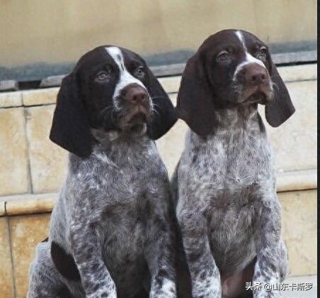 波音达猎犬品相判断