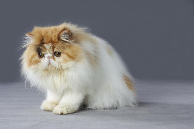 猫嗷呜长叫拖长尾音(猫嗷呜长叫拖长尾音像在哭)