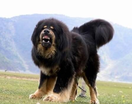 藏獒犬可以养吗（详解：藏獒犬不适合家养的5大原因）