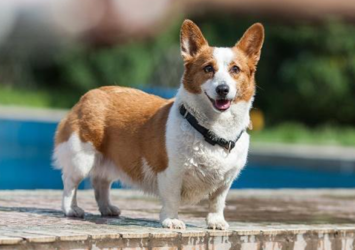 柯基犬幼崽喂多少克狗粮合适