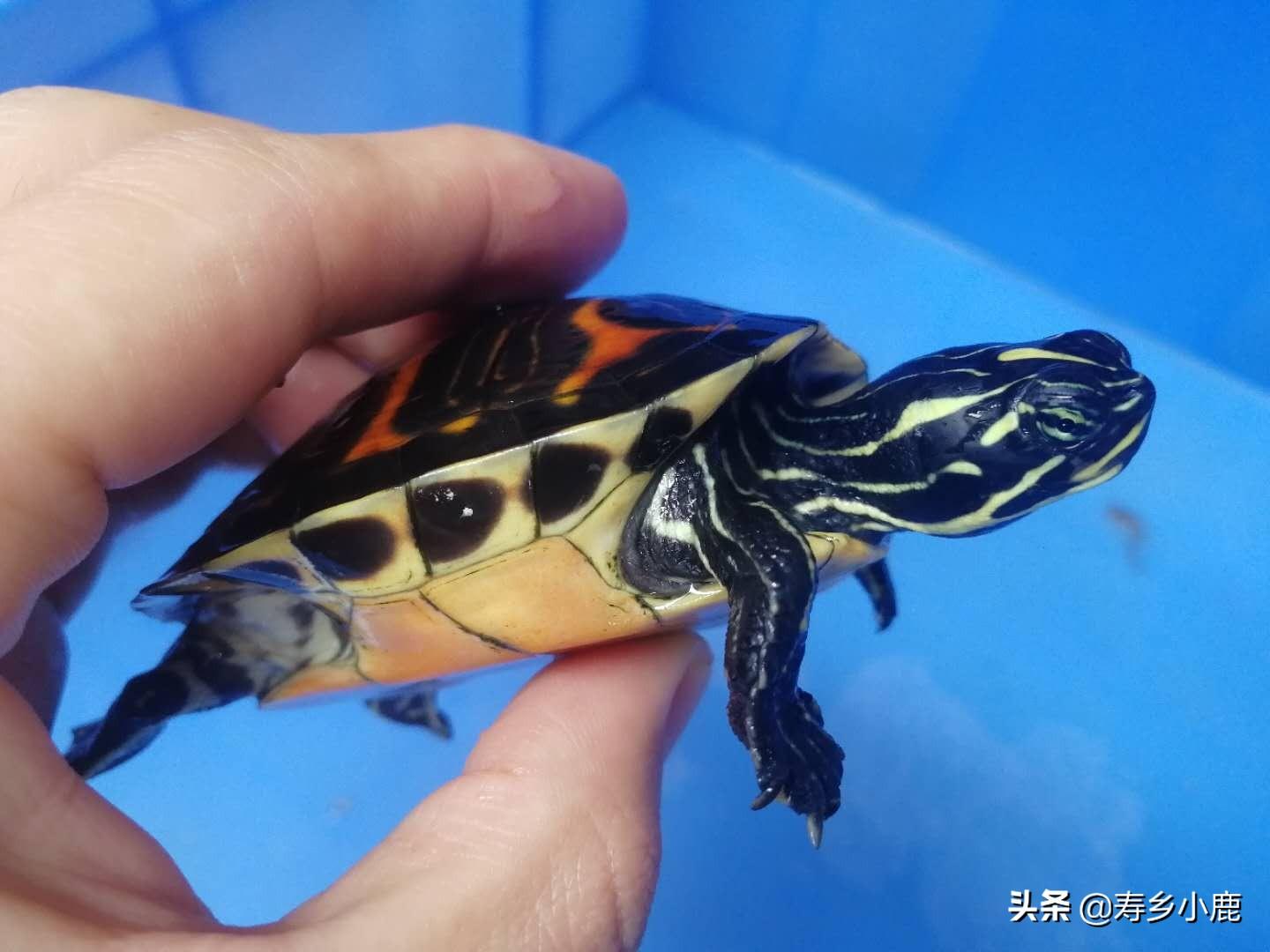 火焰龟养殖方法和注意事项（附：歪头纹火焰龟的特征资料）