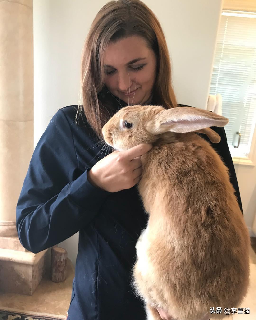 巨型花明兔难养吗（详解养巨型花明兔技巧）