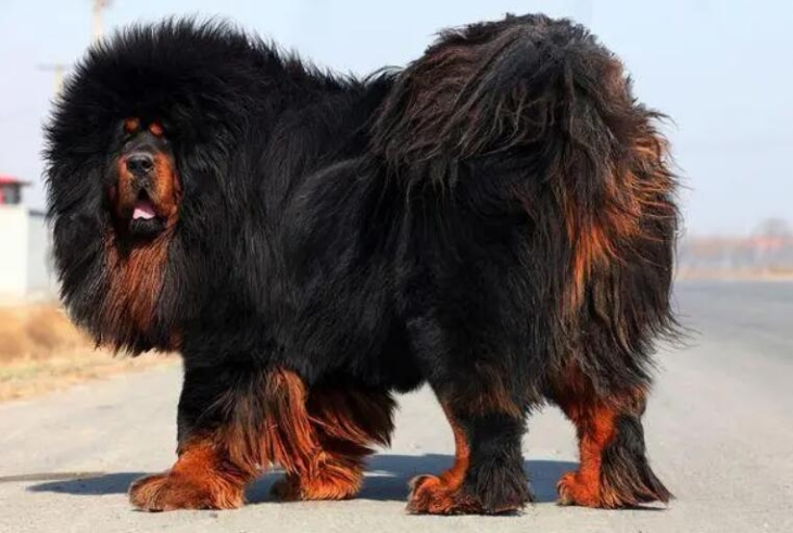 藏獒和狼谁厉害（中国藏獒狗饲养方法）