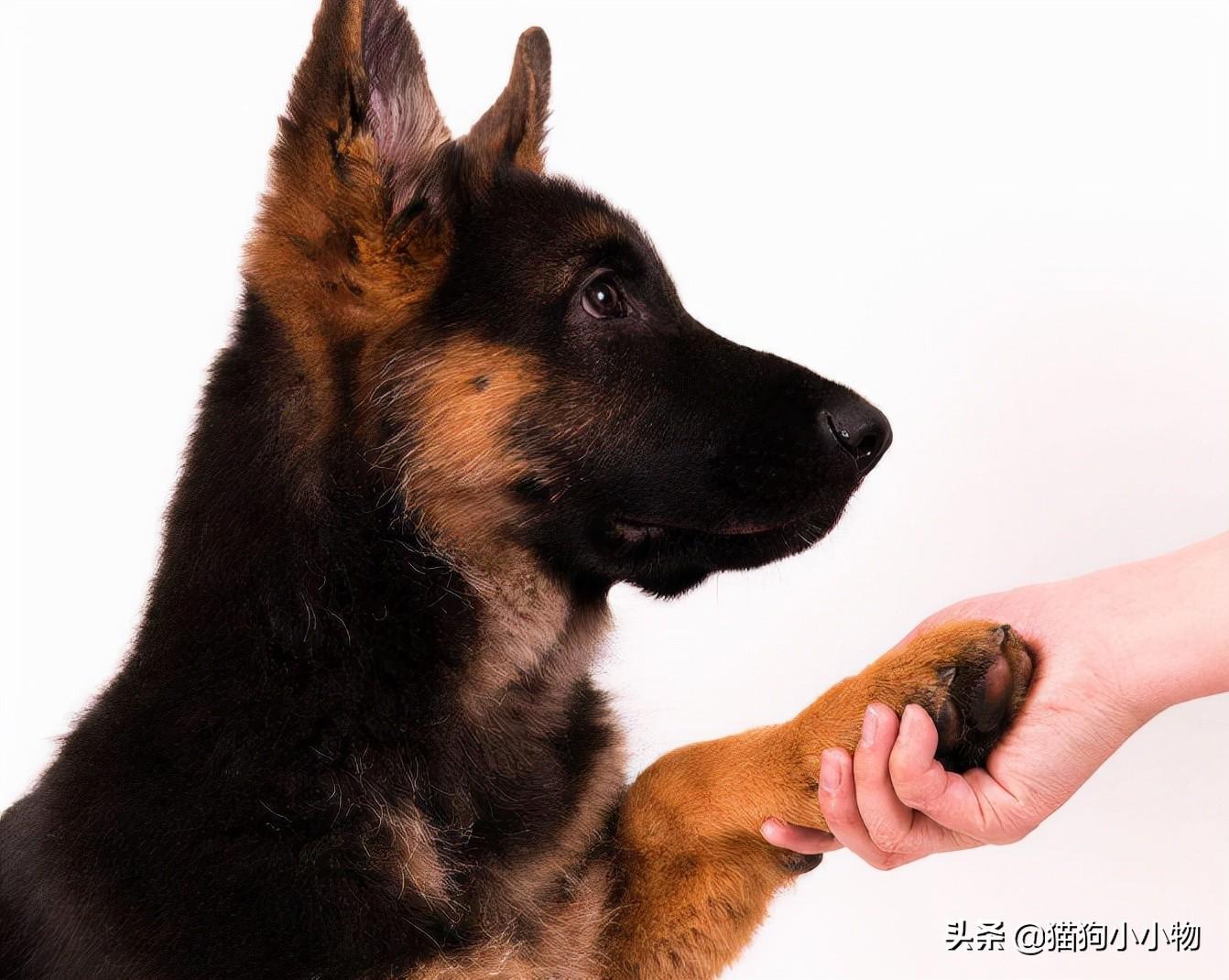 长毛德牧和短毛德牧区别及图片（德牧德牧怎么训练及饲养要点）