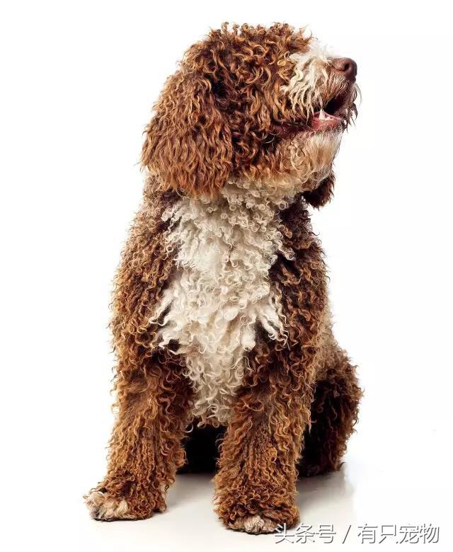 拉布拉多贵宾犬是大型犬吗（你知道拉布拉多贵宾犬多少钱一只吗）