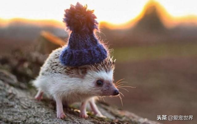 迷你刺猬好养吗，会不会咬人呢（详解：养迷你刺猬要注意的事项）