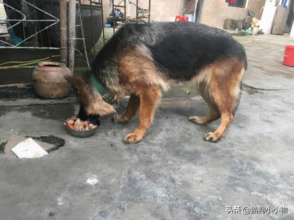 长毛德牧和短毛德牧区别及图片（德牧德牧怎么训练及饲养要点）