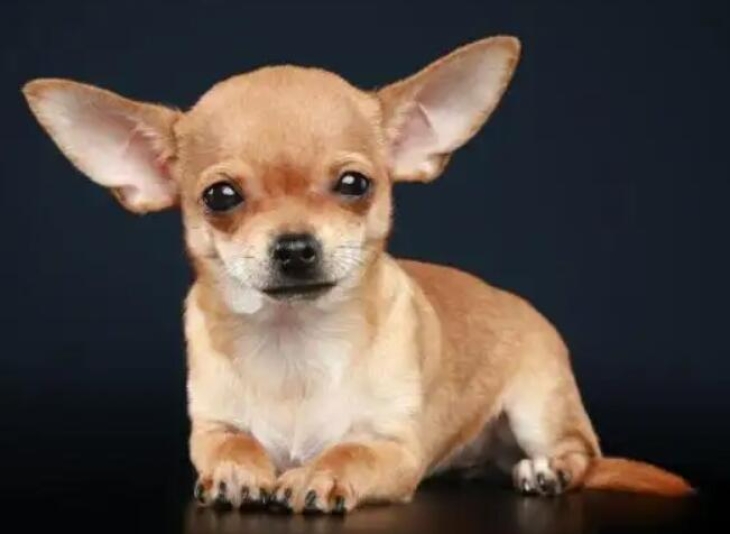 吉娃娃犬的优缺点有哪些