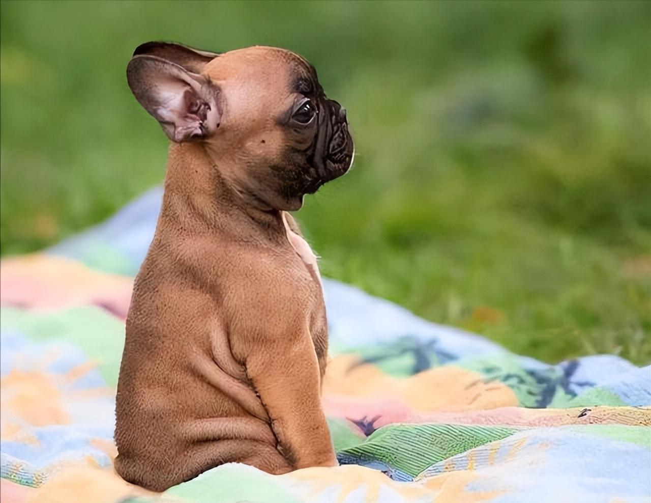 一只坎高犬的价格及图片（土耳其坎高犬中国哪里有卖的）