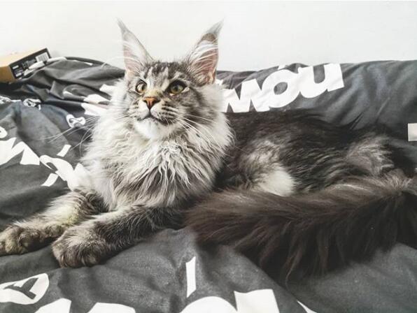 缅因猫的优缺点详解