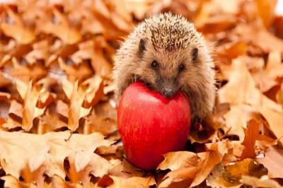 中国允许养的特殊宠物（中国允许养的十种稀有宠物）