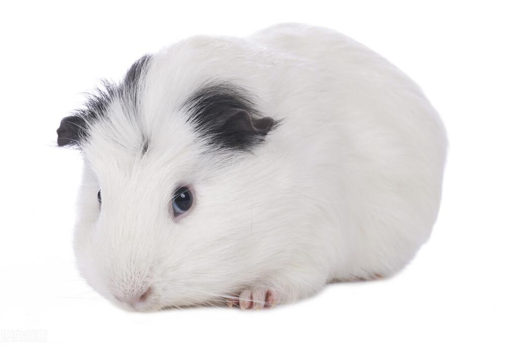 豚鼠怎么养（附：豚鼠的正确饲养方法）