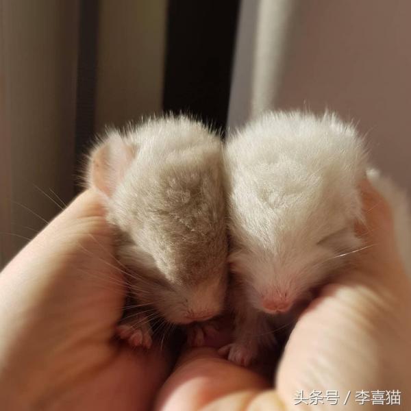 龙猫宠物图片（宠物店龙猫价格）