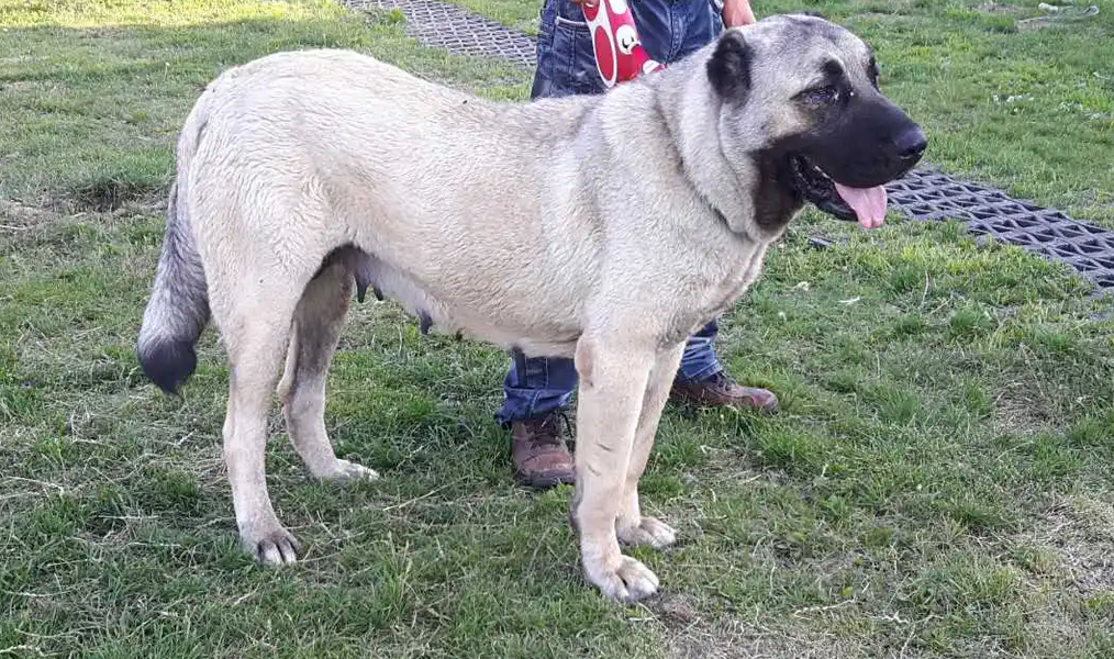 一只坎高犬的价格及图片（土耳其坎高犬中国哪里有卖的）