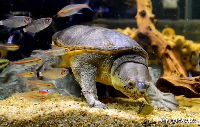 窄桥龟好养吗（详解：窄桥蛋龟饲养方法）