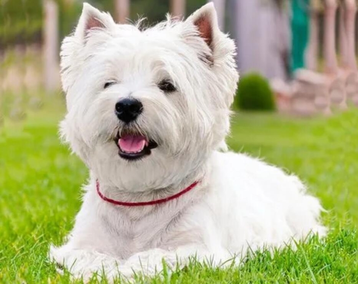 西高地白梗犬的优缺点详解