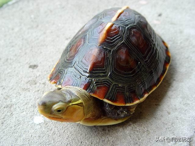 黄缘龟如何养殖（附：黄缘龟的饲养方法讲解）