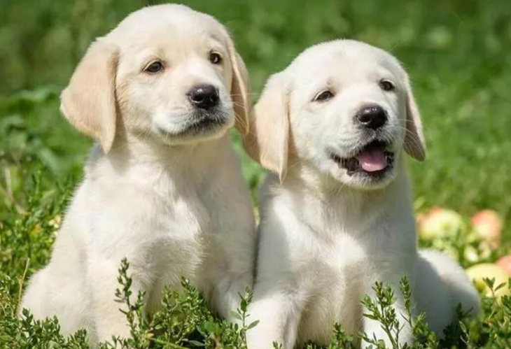 拉布拉多犬的优缺点及性格