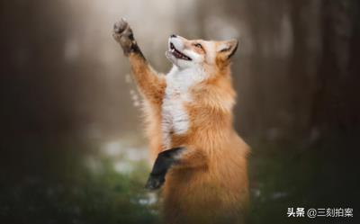 养狐狸当宠物可行？（狐狸好养吗）