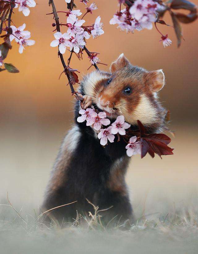 摄影师花10年拍摄仓鼠，这是最好的20张照片，老鼠也能拍得这么美