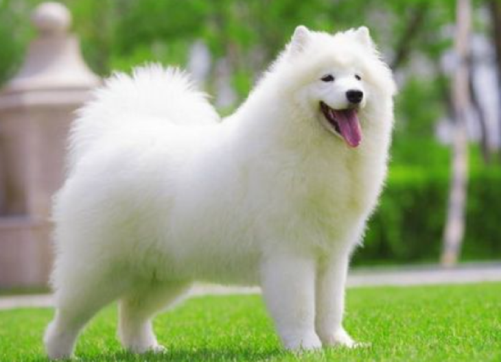 萨摩耶犬吃什么食物（颜值超高的狗狗萨摩耶犬特征资料）