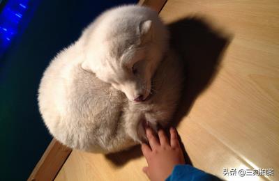 养狐狸当宠物可行？（狐狸好养吗）