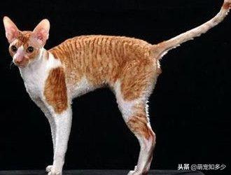 柯尼斯卷毛猫资料