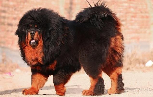藏獒犬可以养吗（详解：藏獒犬不适合家养的5大原因）
