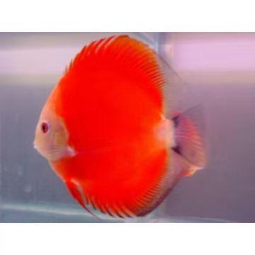 七彩燕鱼饲养方法（附：26种七彩鱼图片）