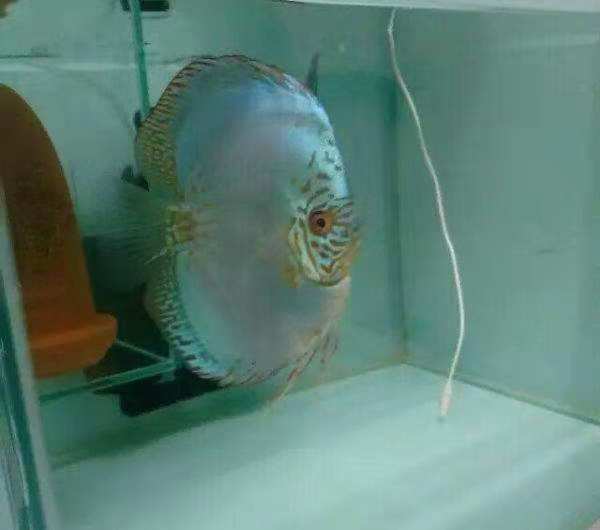 七彩燕鱼饲养方法（附：26种七彩鱼图片）