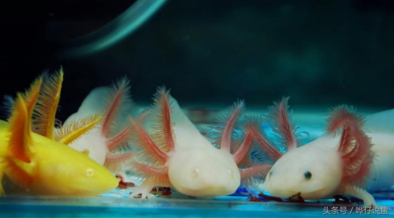 蝾螈六角龙（你知道蝾螈是几级保护动物吗）