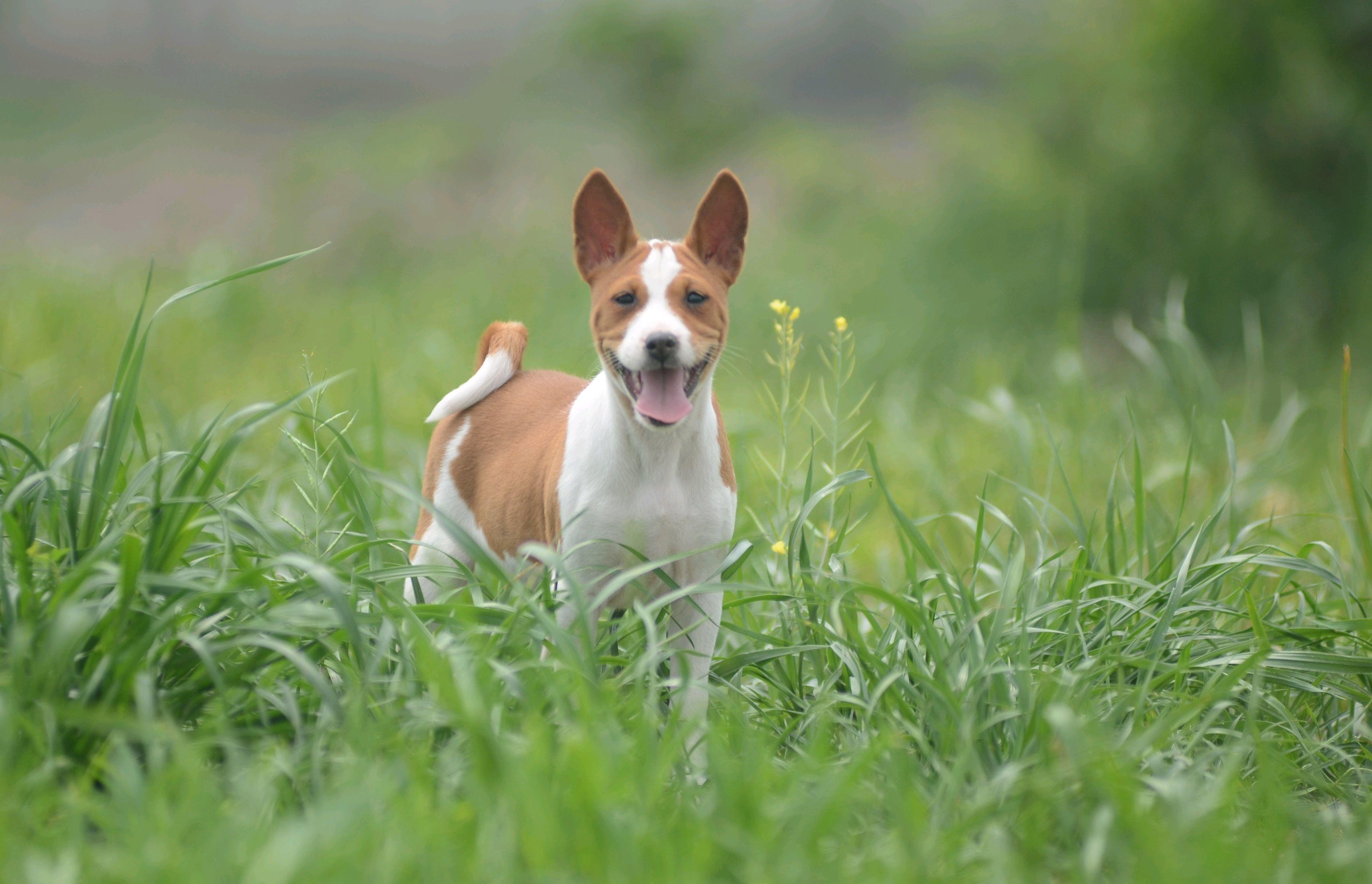 巴仙吉犬怎么养长什么样子（详解：养巴仙吉犬的好处）