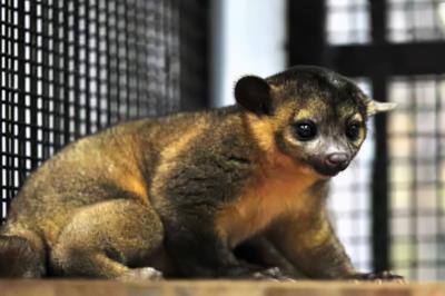 中国允许养的特殊宠物（中国允许养的十种稀有宠物）