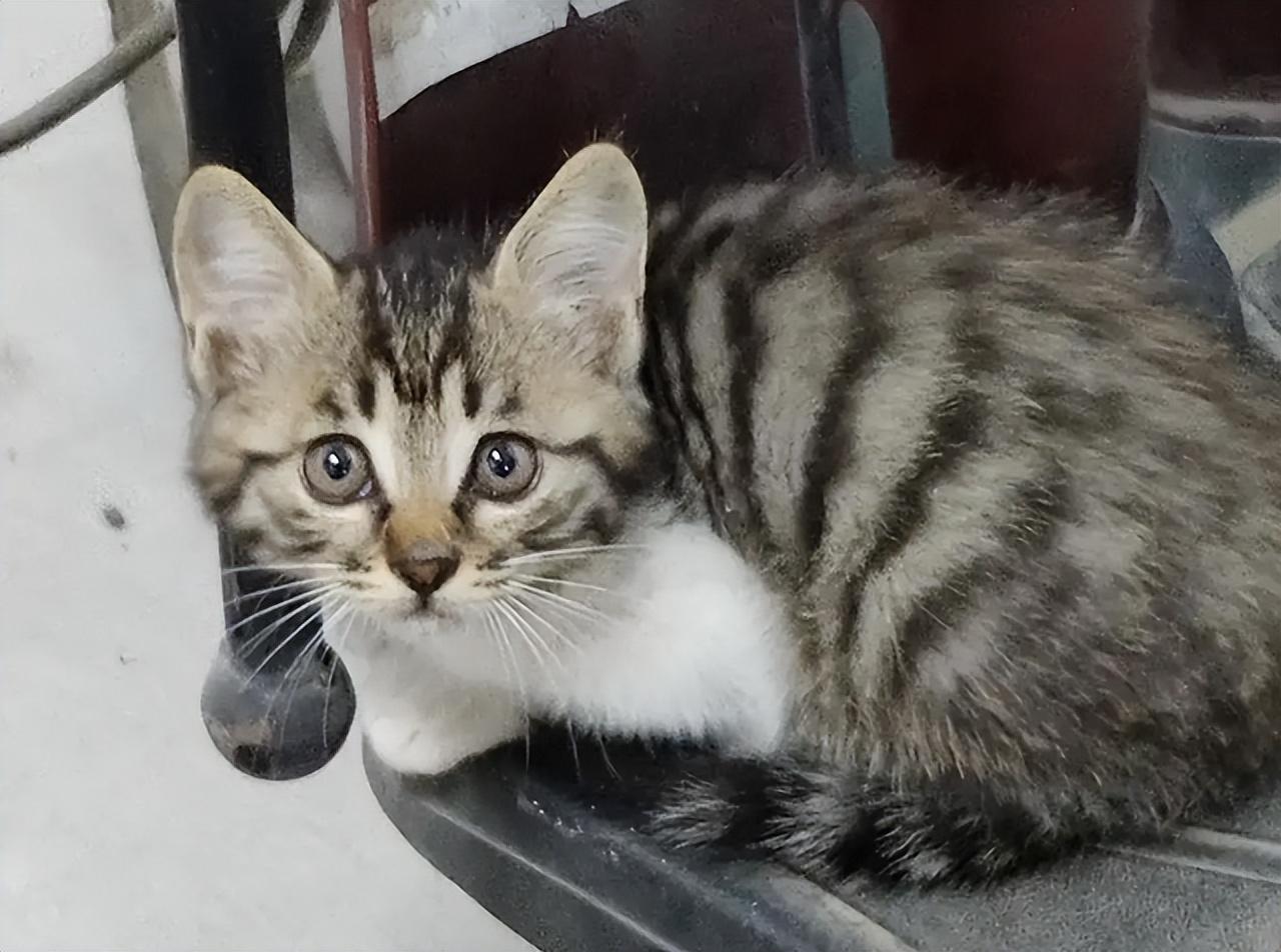 纯种狸花猫一只多少钱（小宠物猫的品种及价格）