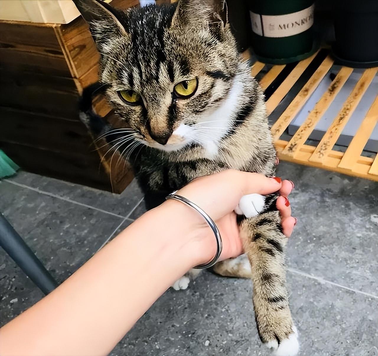 纯种狸花猫一只多少钱（小宠物猫的品种及价格）