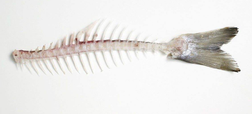 长毛德牧和短毛德牧区别及图片（德牧德牧怎么训练及饲养要点）