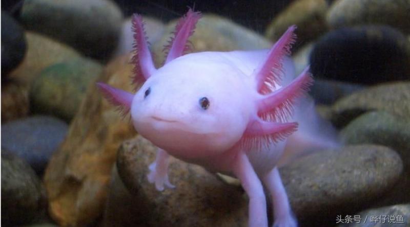 蝾螈六角龙（你知道蝾螈是几级保护动物吗）