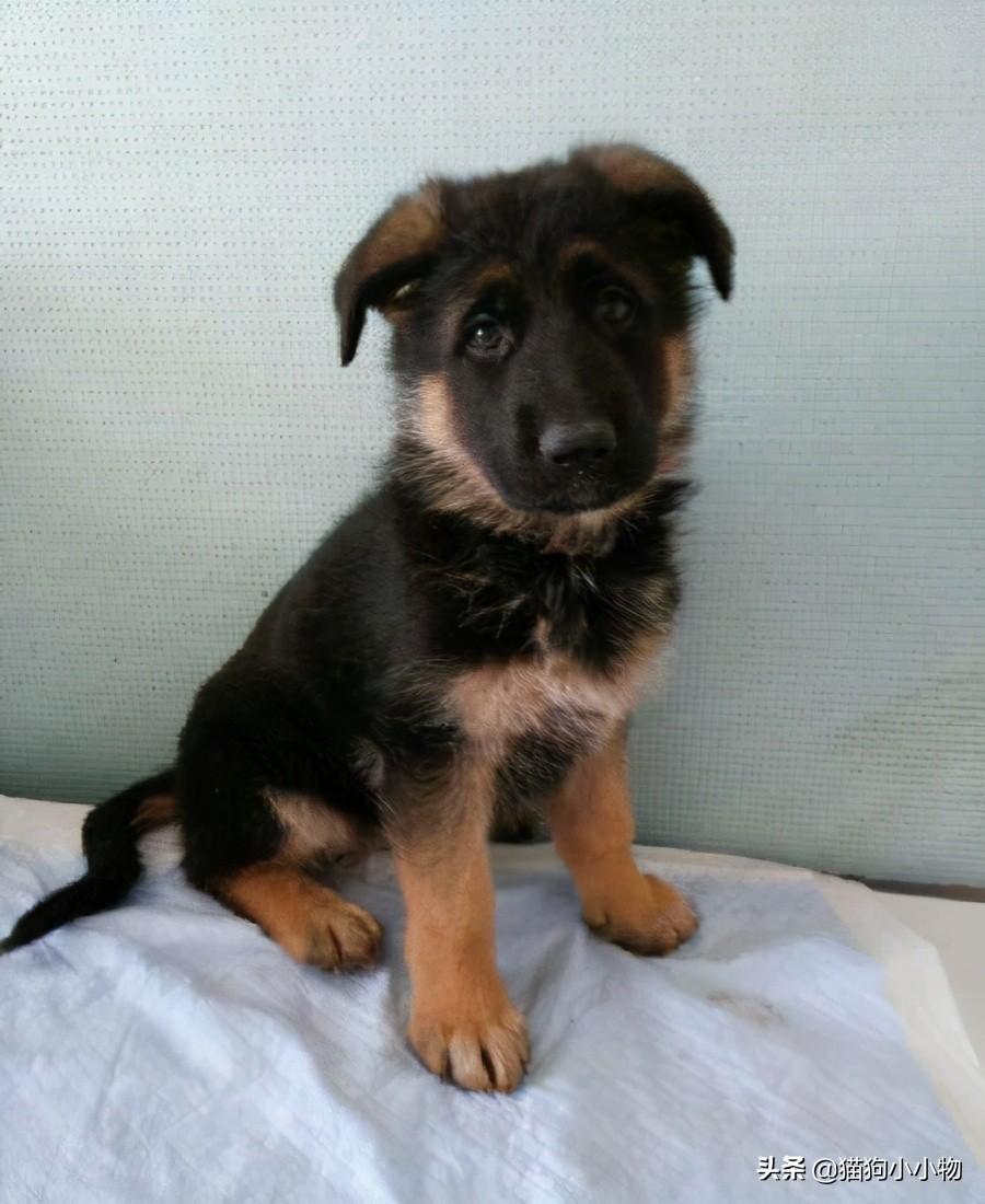 长毛德牧和短毛德牧区别及图片（德牧德牧怎么训练及饲养要点）