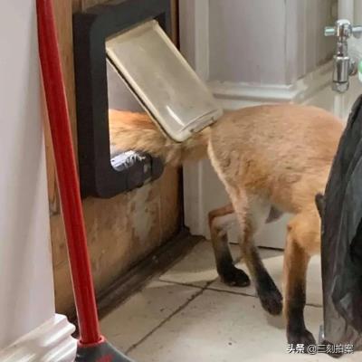 养狐狸当宠物可行