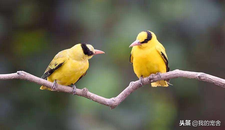 推荐10种好养的宠物鸟及排名（宠物鸟种类有哪些）