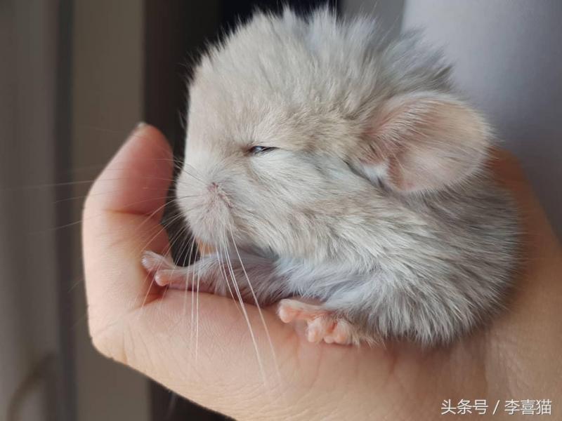 龙猫宠物图片（宠物店龙猫价格）